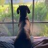 scheraneverett
